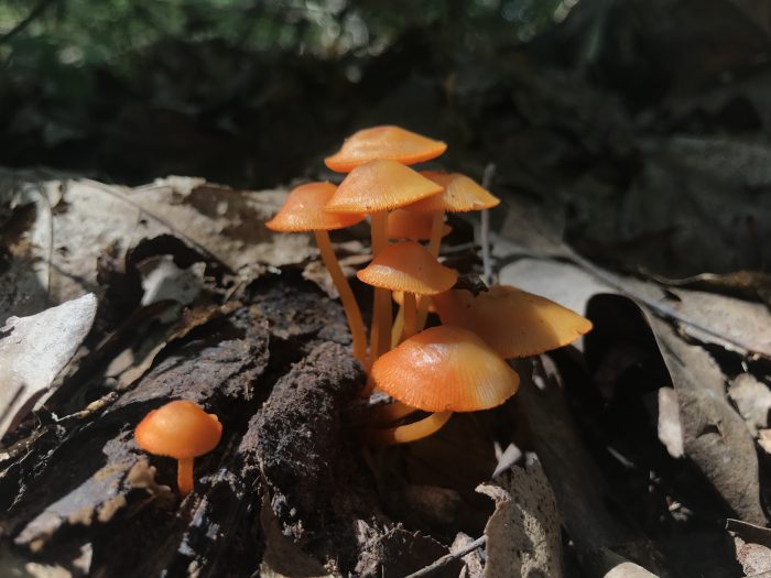 Orange mushroom