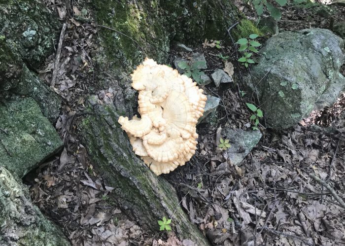 Chicken of the woods - Laetiporus