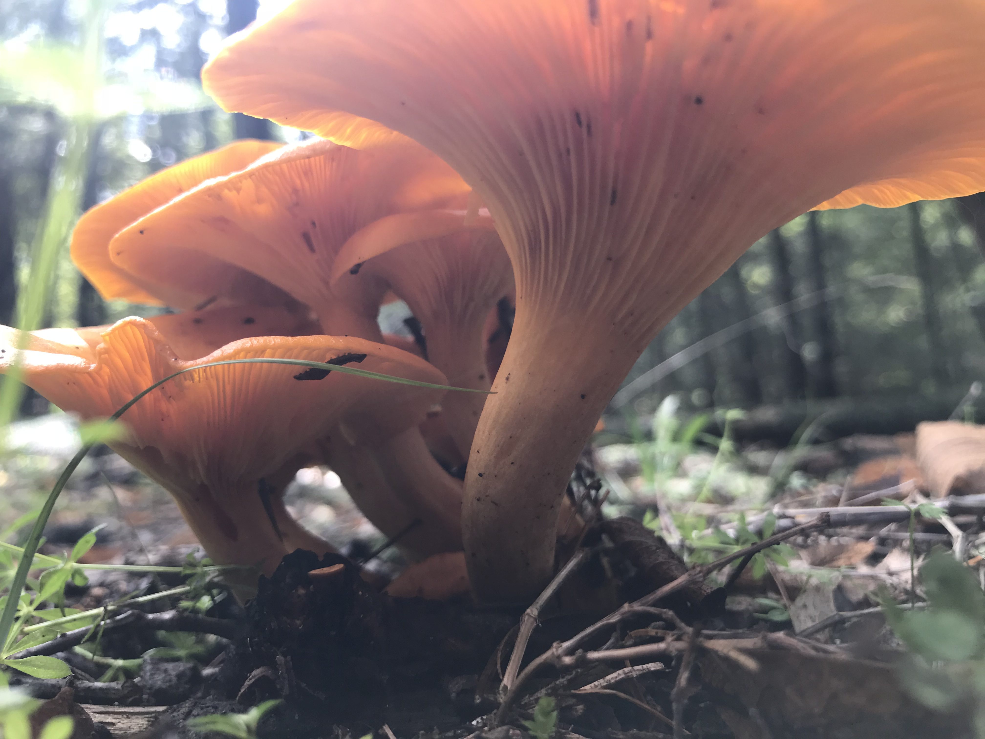 Jack-O'-Lantern mushroom underside