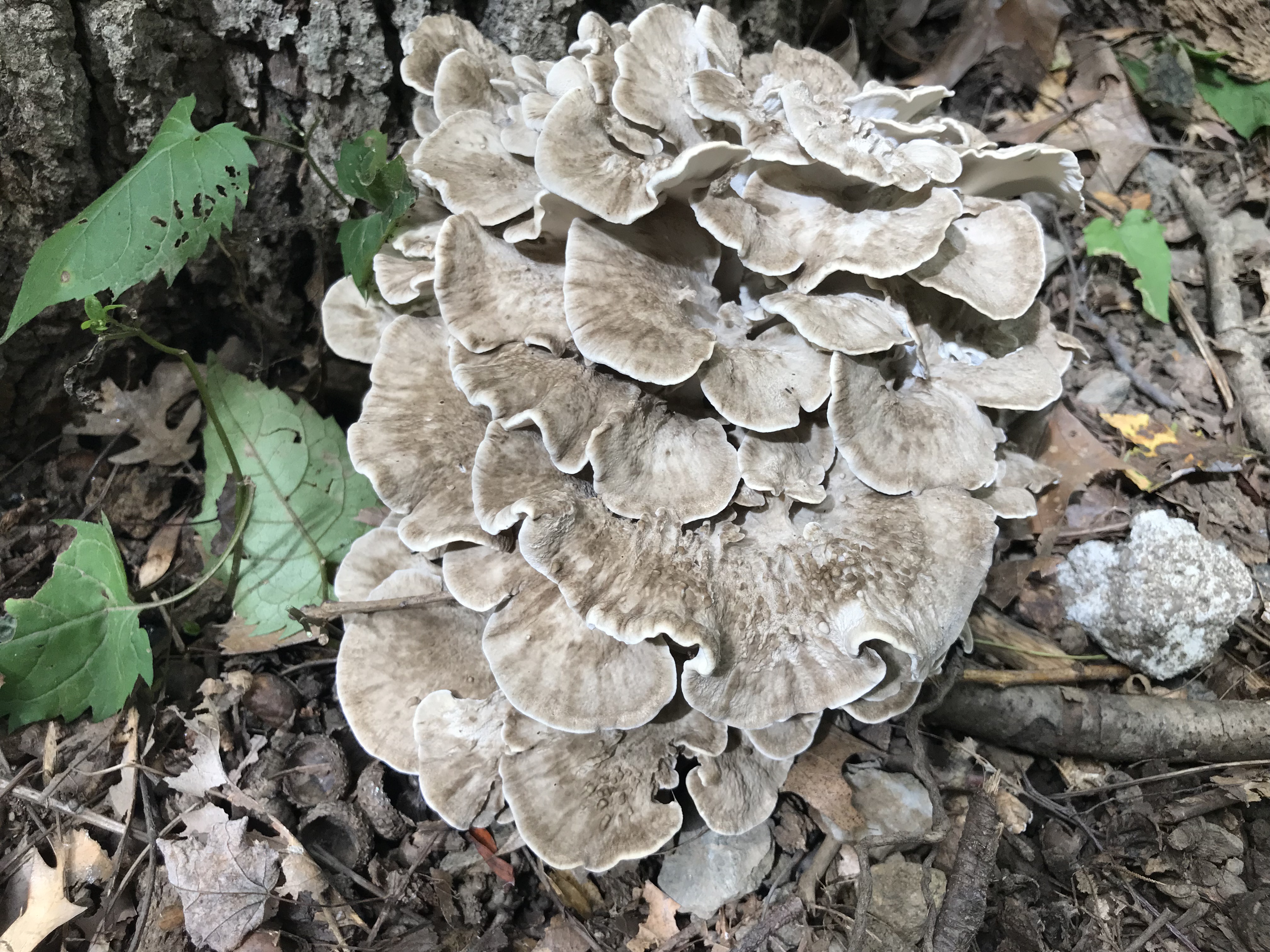 Hen of the woods