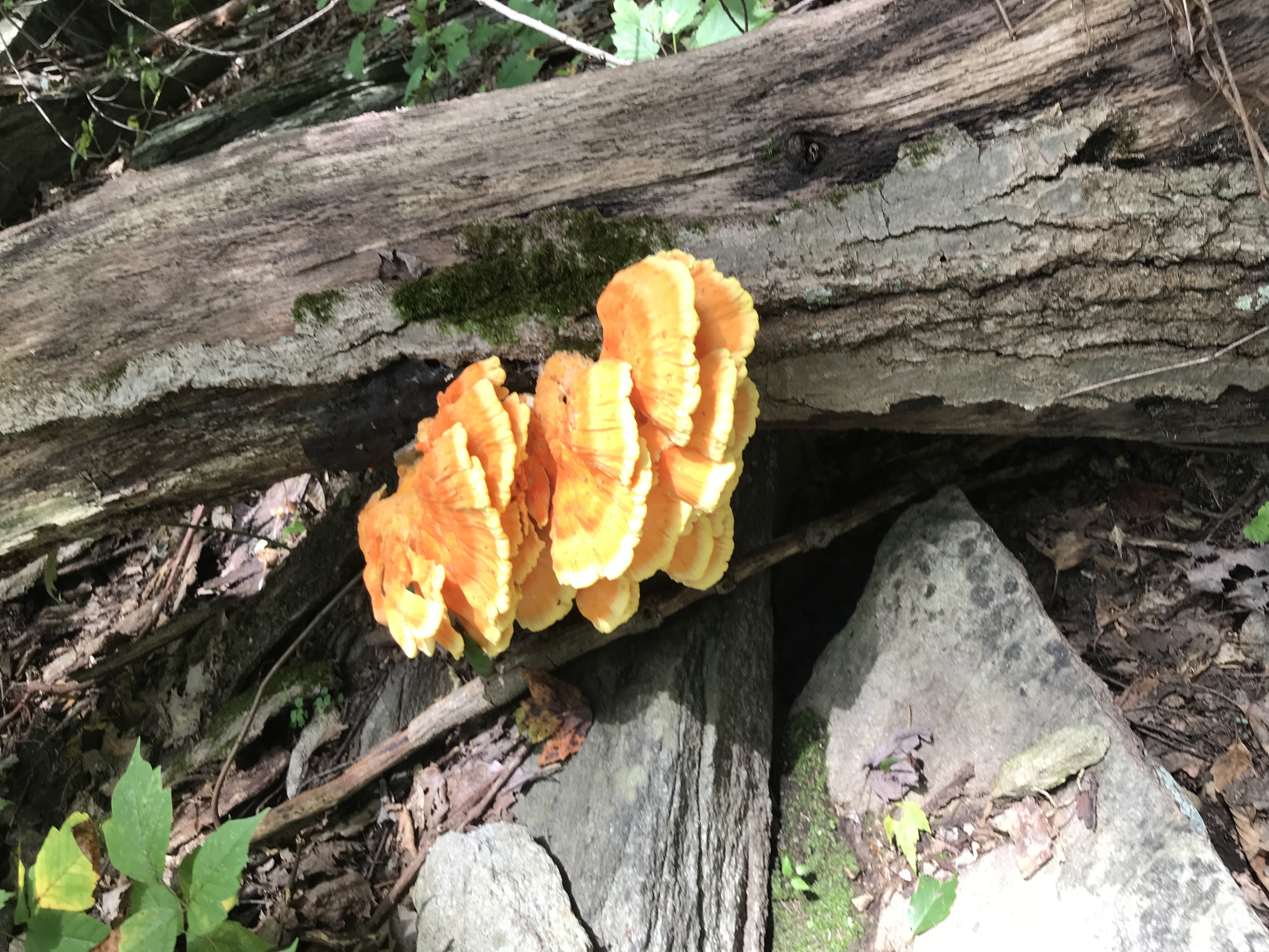 Chicken of the woods