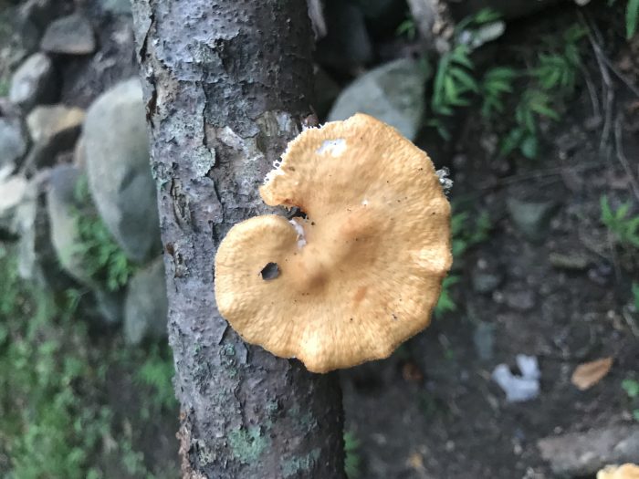 Polyporus alveolaris