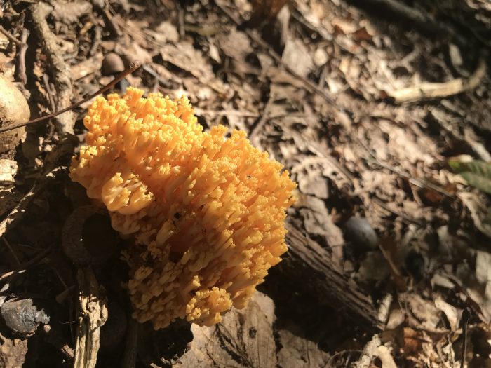 Orange Coral - Ramariopsis crocea