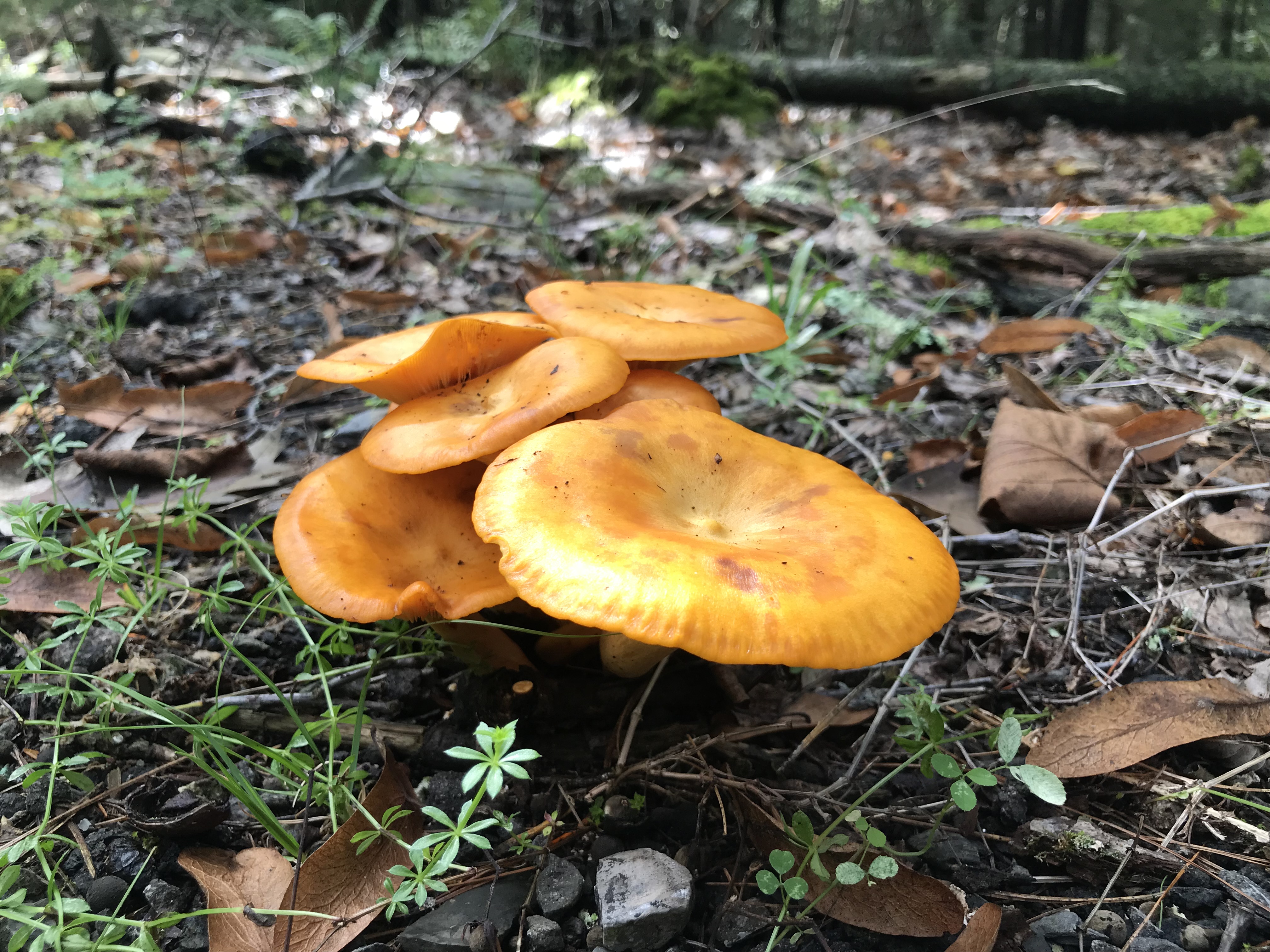 Jack-O'-Lantern mushroom