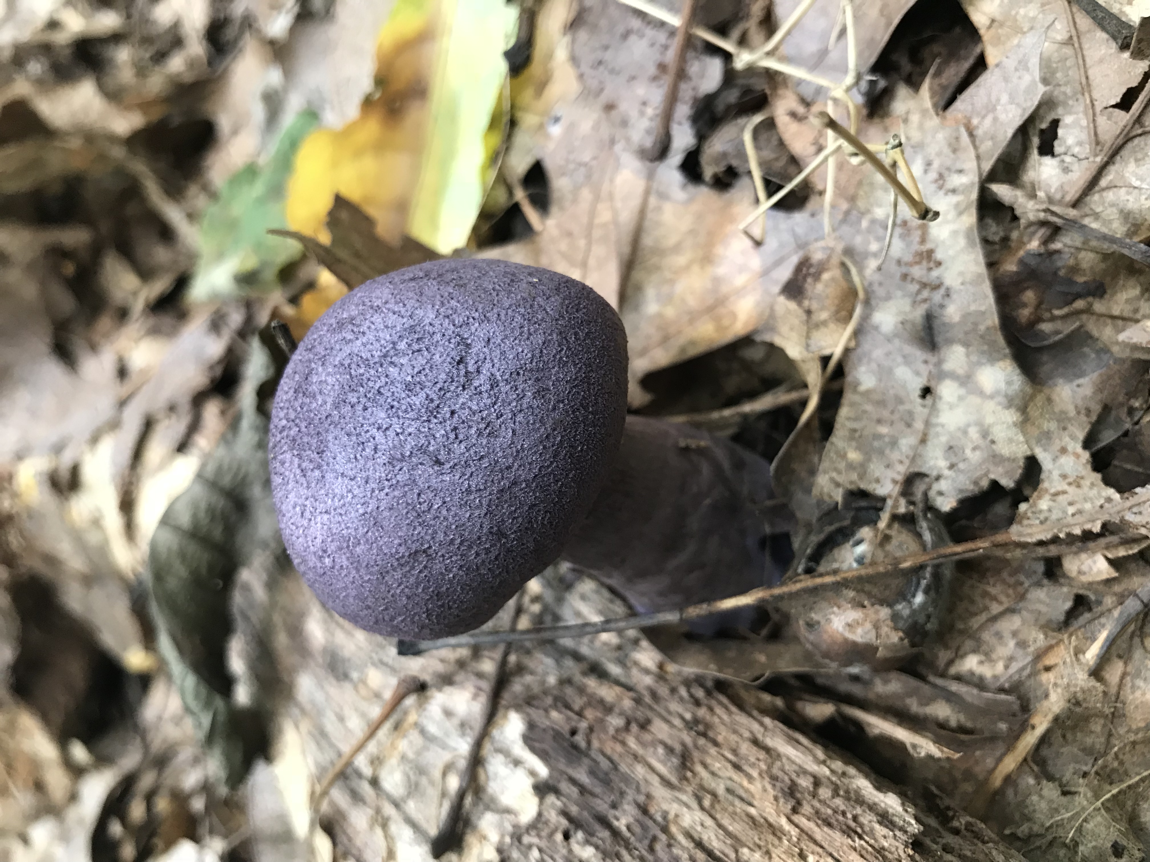 Violet webcap mushroom